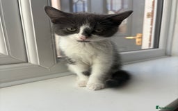 Domestic Shorthair cats for sale: Kittens - Image 3