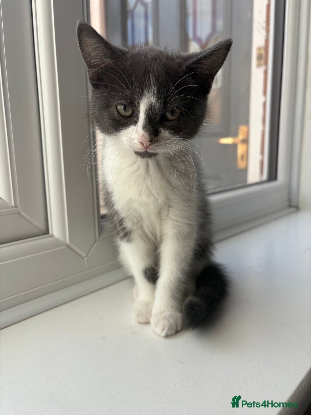 Domestic Shorthair cats for sale: Kittens - Image 3