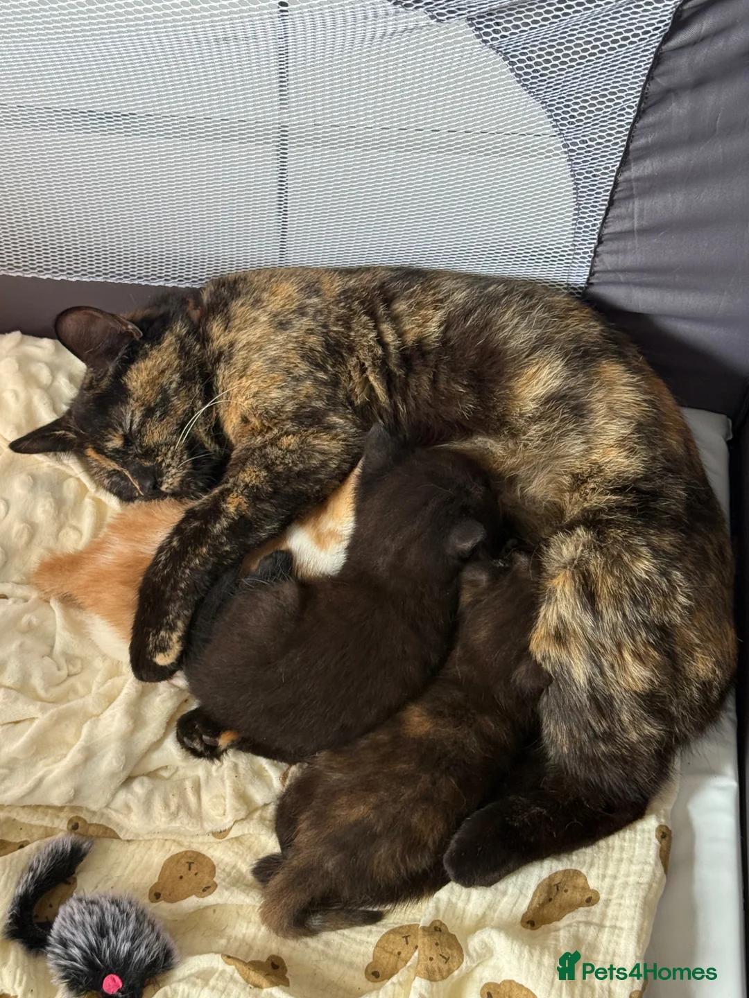 Domestic Shorthair cats for sale: Oliver H  - Advert 1