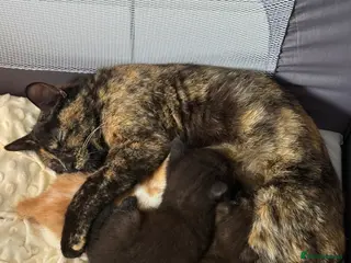 Domestic Shorthair cats Oliver H - Advert 1