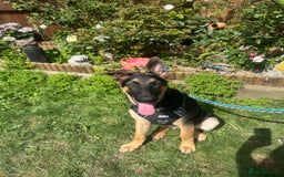 German Shepherd dogs for sale: German shepherd male - Image 6