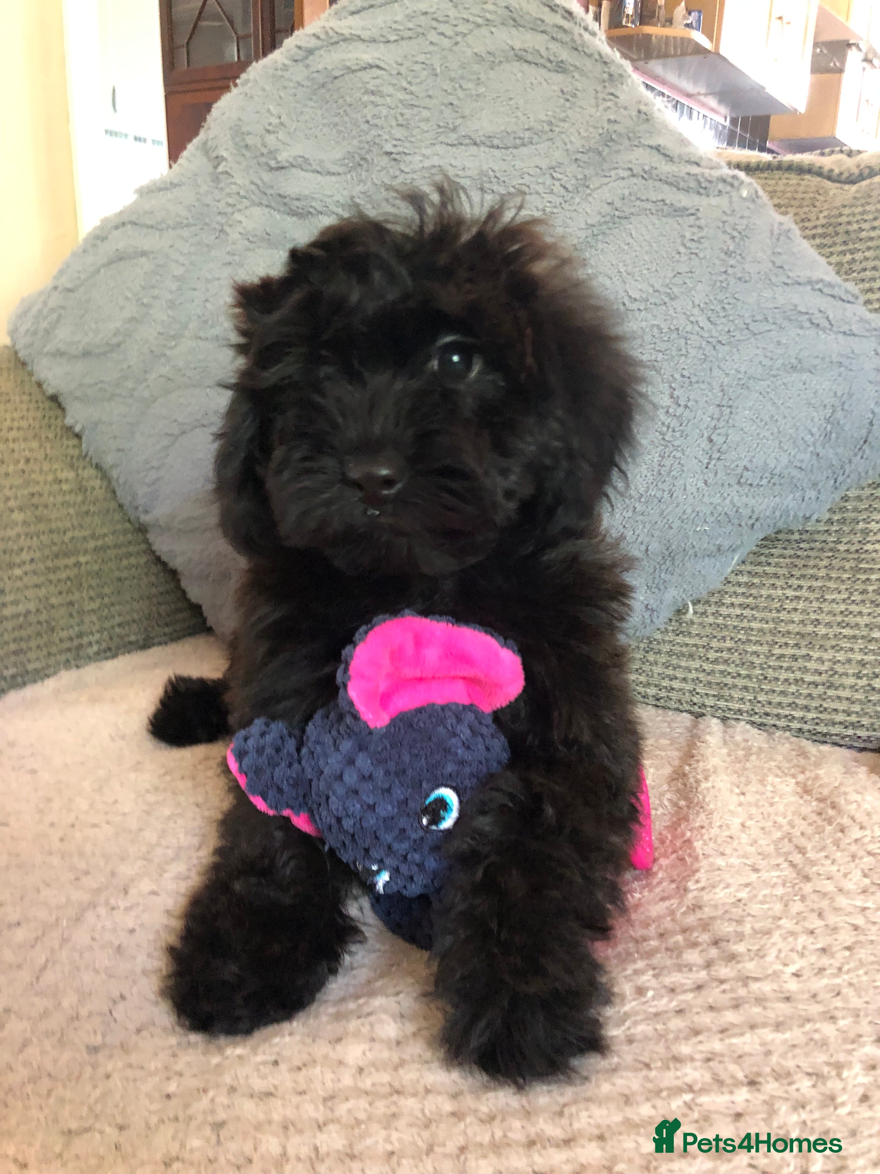 Cockapoo dogs cockapoo puppies forsale  - Advert 2