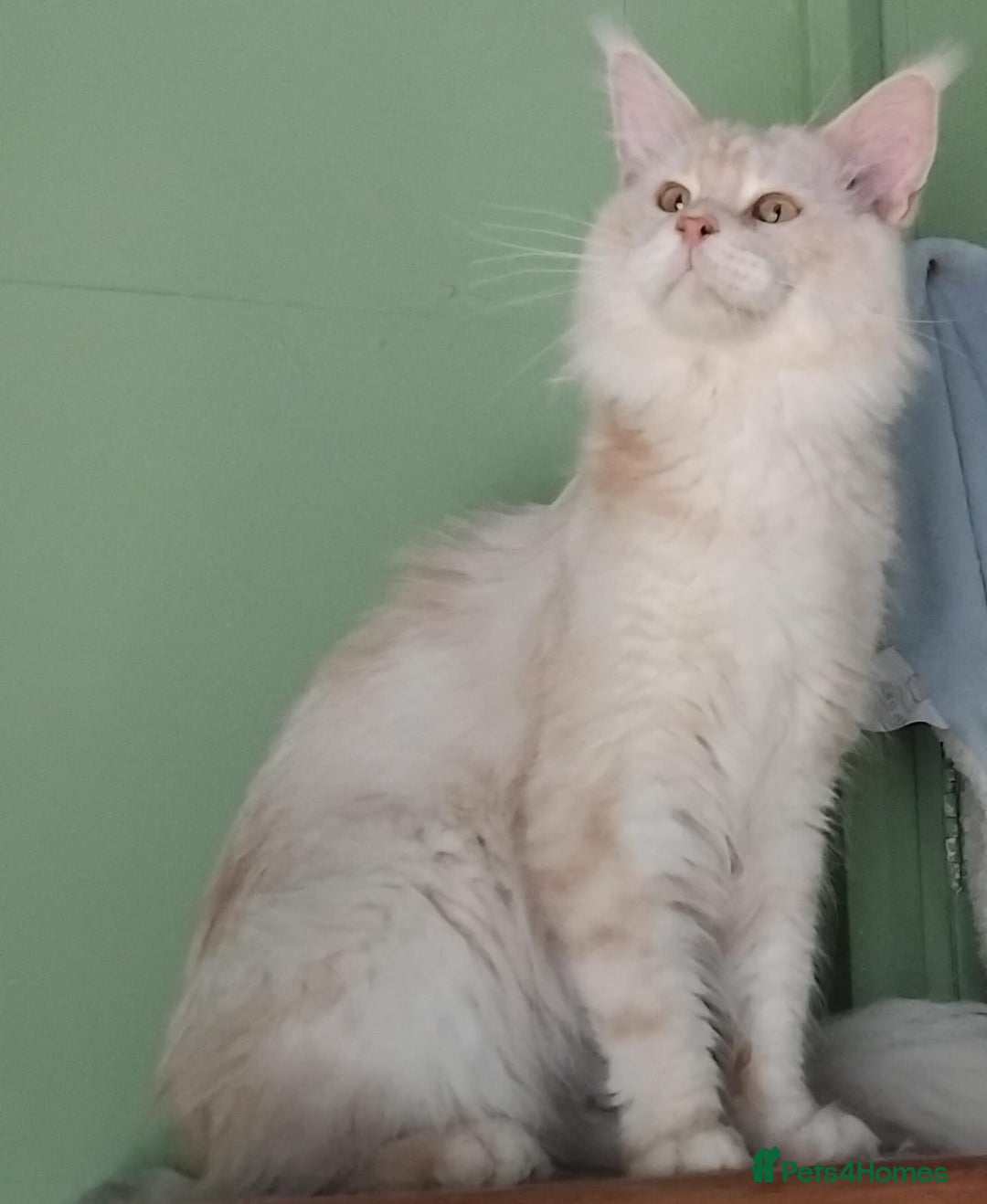 Maine Coon cats for sale: Pure Maine Coon Kittens Looking For A New Home  - Image 18