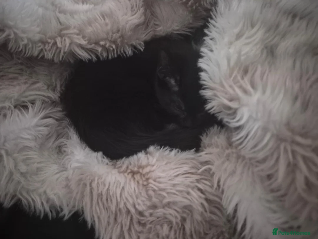 Mixed Breed cats for sale: Kitten for sale in Halifax - Advert 10