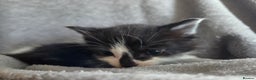 Mixed Breed cats for sale: 5 Fabulous kittens - Advert 32