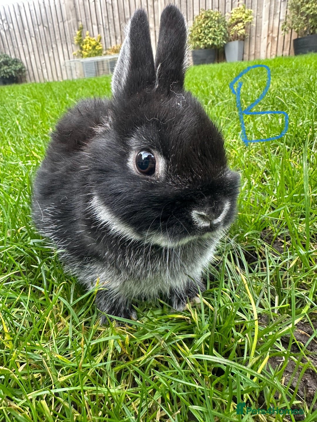 Netherland Dwarf rabbits for sale: Netherland Dwarf Rabbits For Sale  - Advert 6