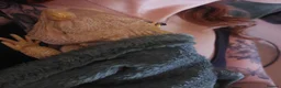 Bearded Dragon reptiles for sale: Bearded Dragon - Smaug - Advert 2