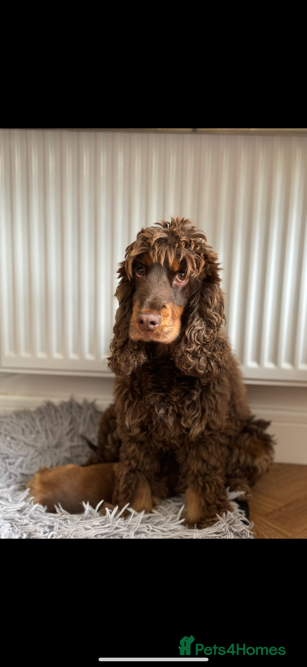 Cocker Spaniel dogs for sale: 🐶 Health-Tested Show-Type Cocke Spaniels 🐶 - Image 7