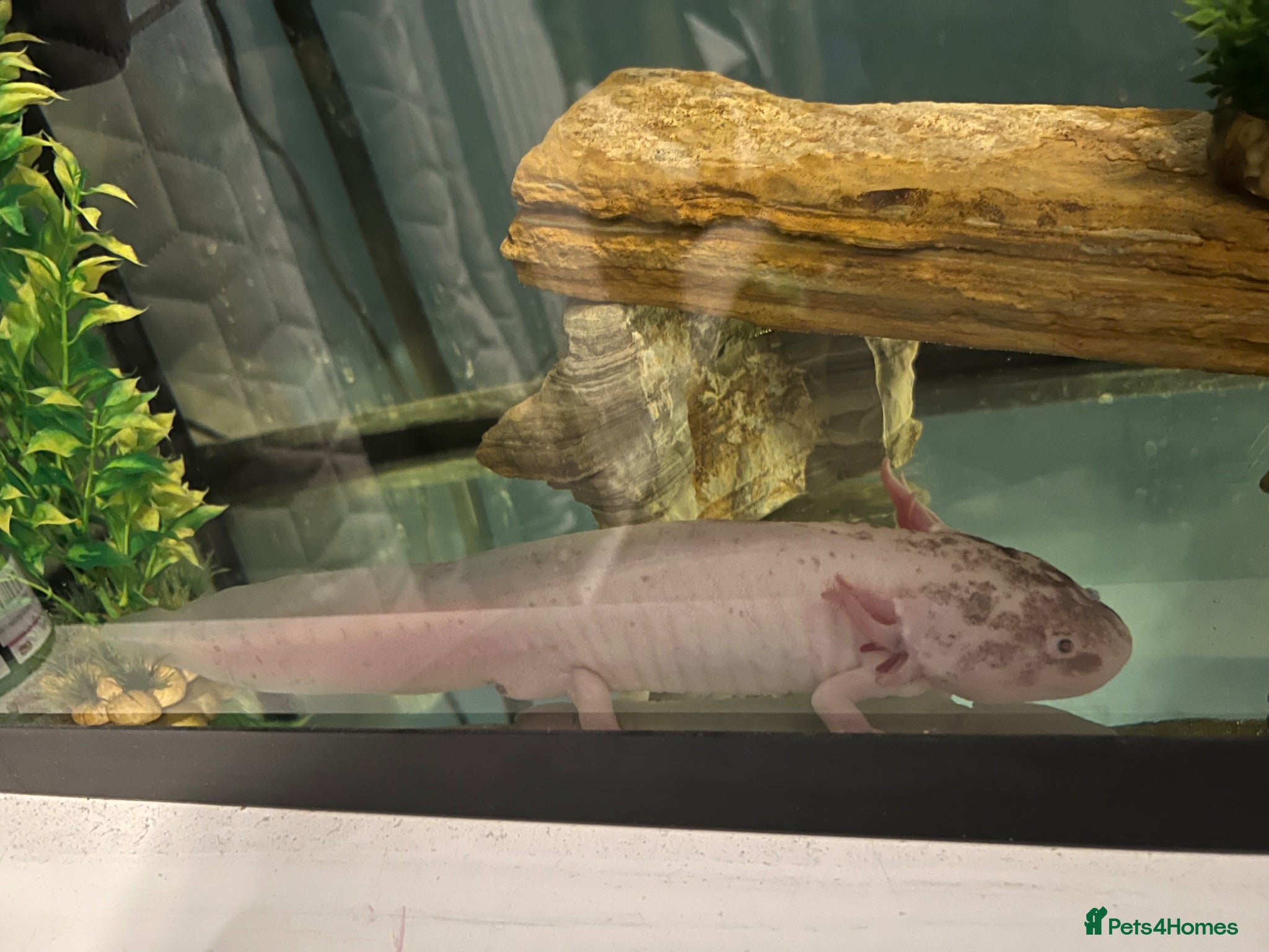 Axolotl reptiles 4 year old male ‘Axo’  - Advert 1
