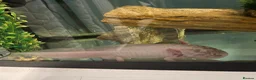 Axolotl reptiles for sale: 4 year old male ‘Axo’  - Advert 1