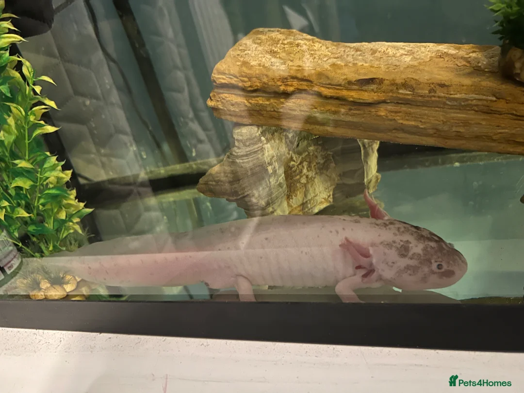 Axolotl reptiles for sale: 4 year old male ‘Axo’  - Advert 1