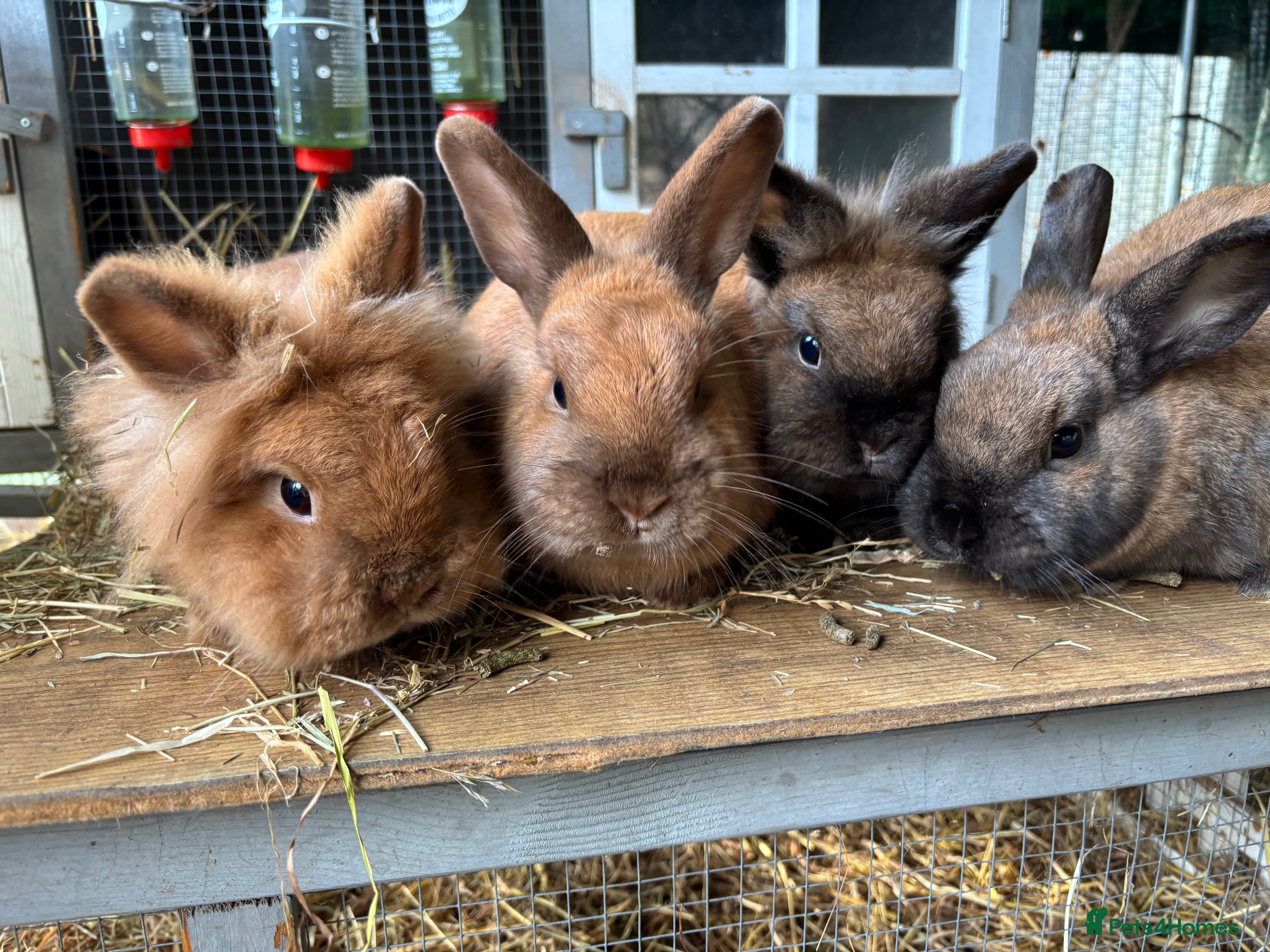 Mixed Breed rabbits Four angora crossed rabbits for sale - Advert 1