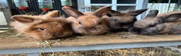 Mixed Breed rabbits for sale: Four angora crossed rabbits for sale - Advert 1