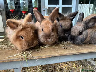 Mixed Breed rabbits Four angora crossed rabbits for sale - Advert 2