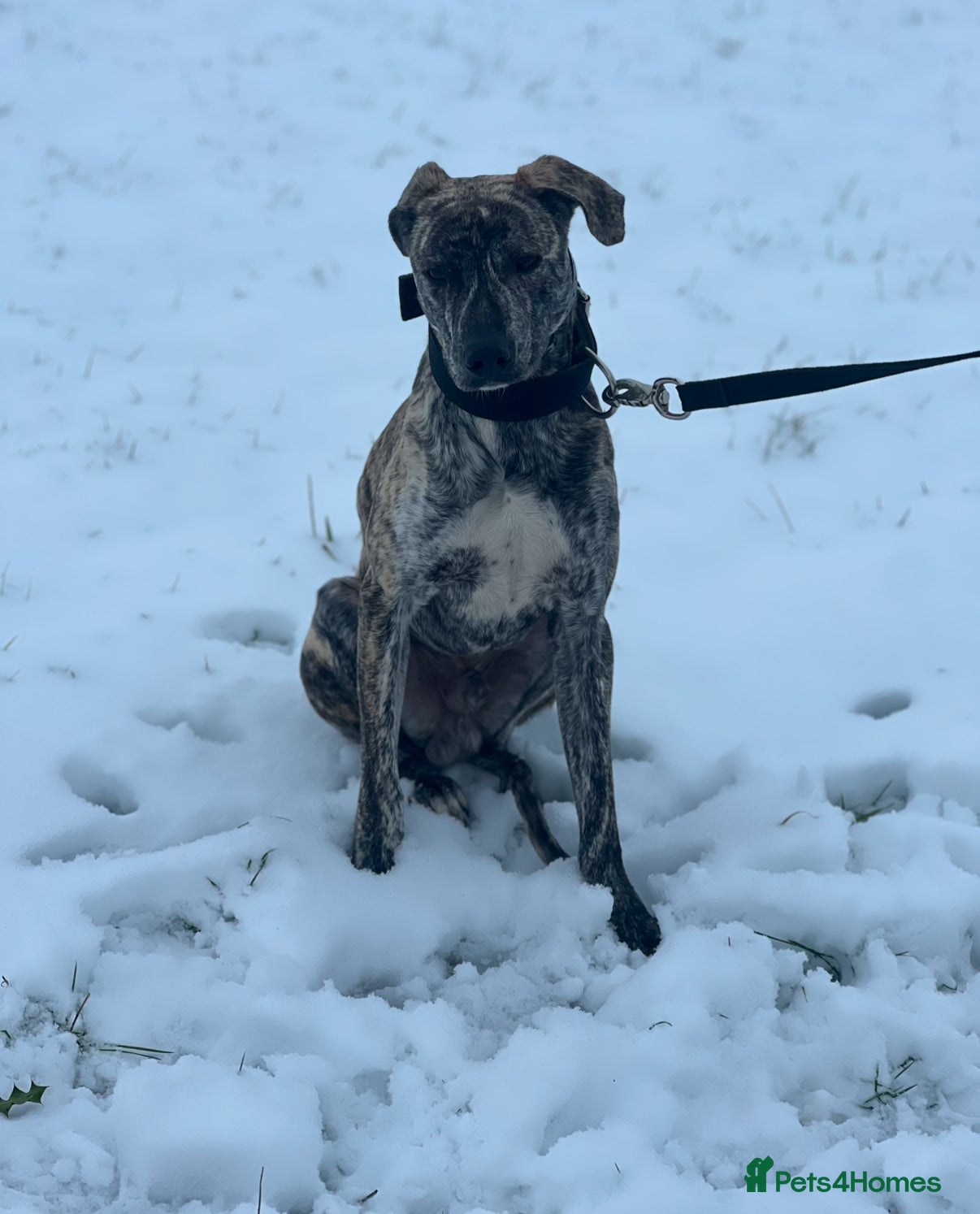 Mixed Breed dogs Ronnie - Bull Lurcher - 2years  - Advert 1