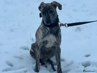 Mixed Breed dogs Ronnie - Bull Lurcher - 2years - Advert 2