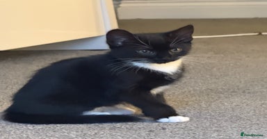 Domestic Shorthair cats - Advert 11