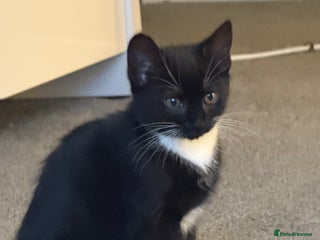 Domestic Shorthair cats - Advert 20