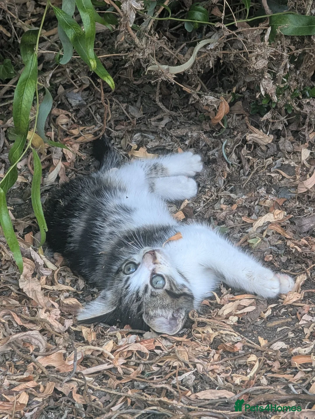 Persian cats for sale: Kitten looking for a new forever home  - Advert 3