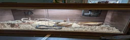 Corn Snake reptiles for sale: Corn snake looking for a new home in Treorchy - Advert 4