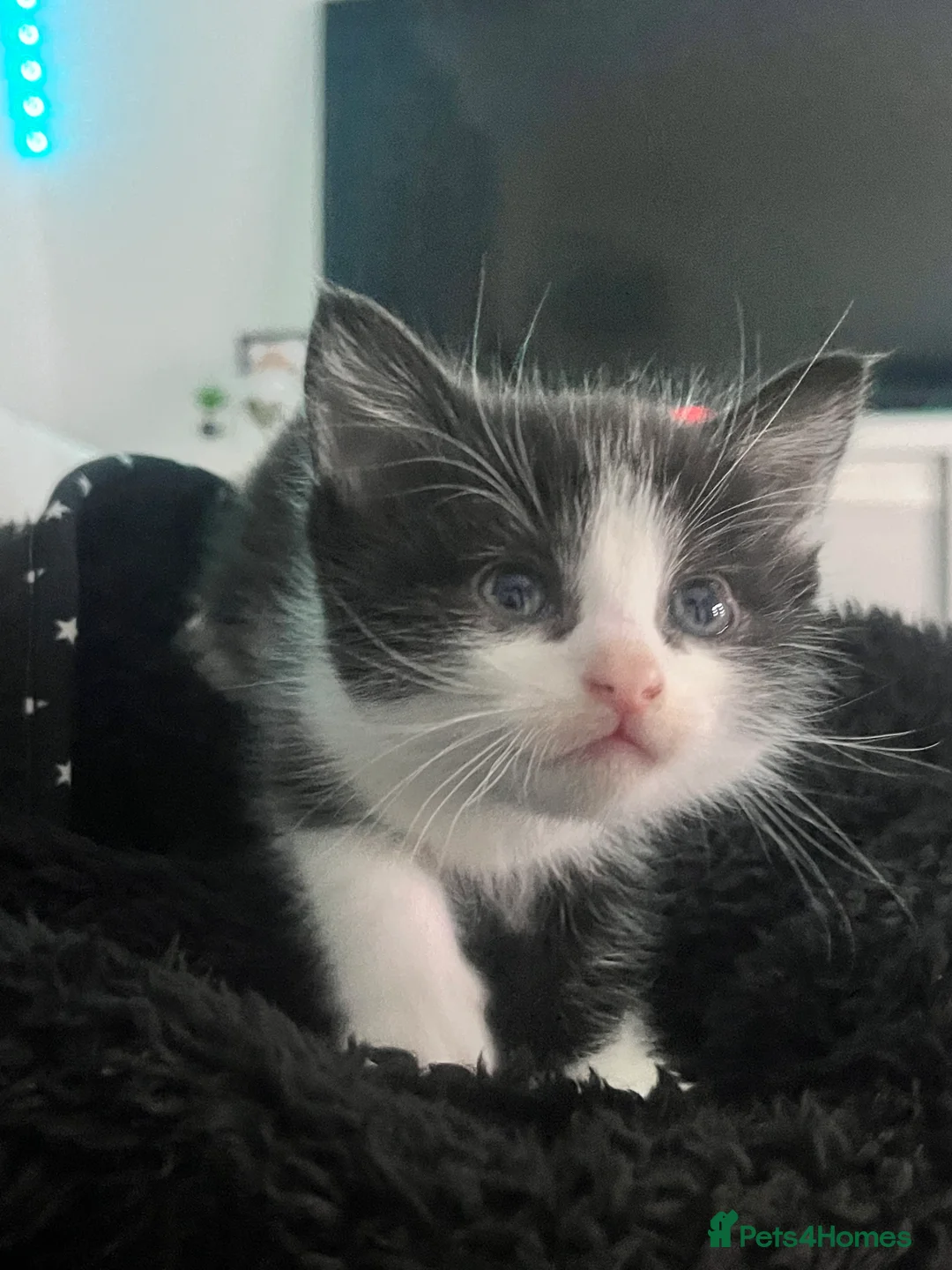 Mixed Breed cats for sale: CUTE KITTENS FOR SALE - Advert 8