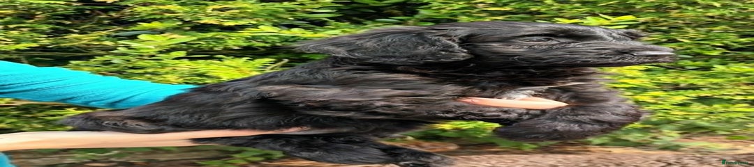 Cockapoo Puppy 5