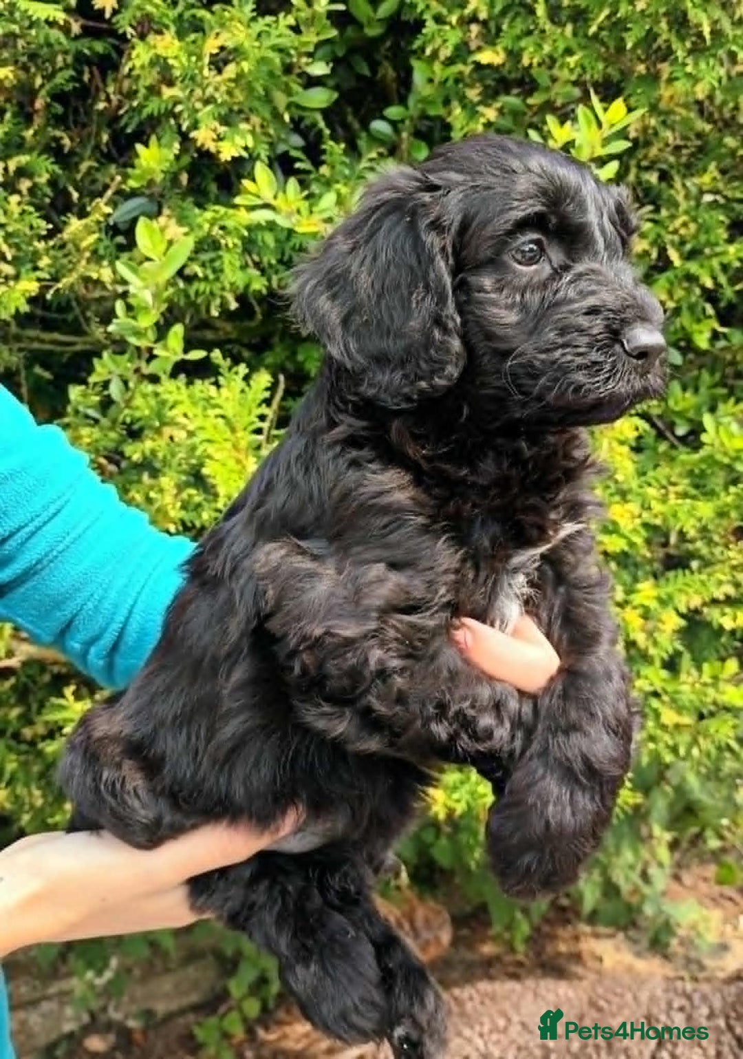 Cockapoo dogs for sale: F1b SPROODLES FROM 5* LICENCED BREEDER. - Image 5
