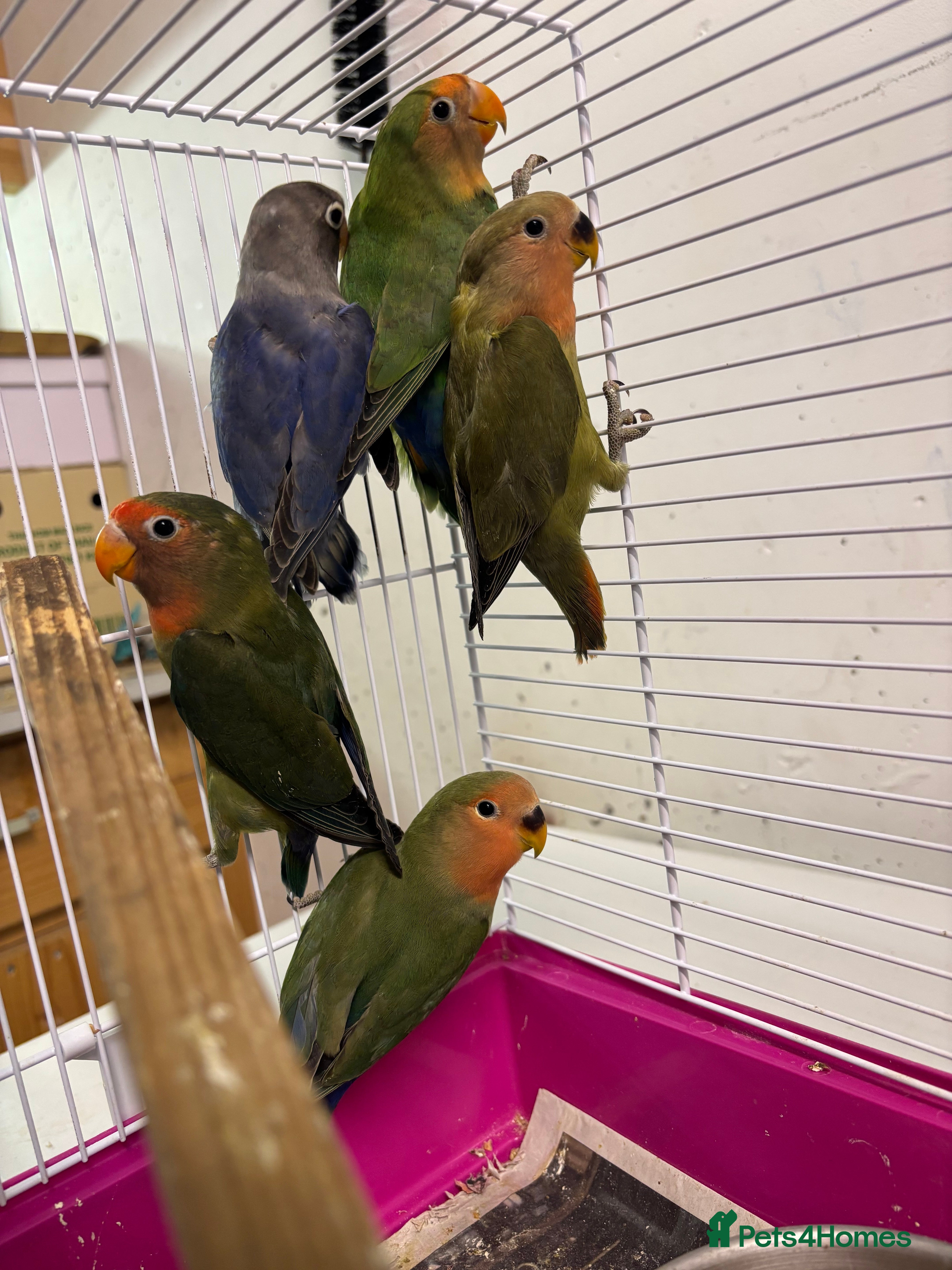 Lovebirds birds Young livebirds - Advert 1