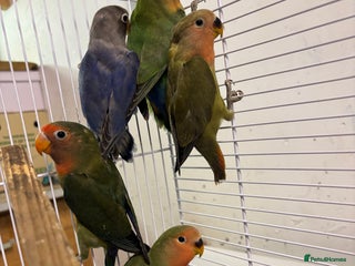 Lovebirds birds Young livebirds - Advert 1