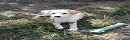 Mixed Breed dogs for adoption: ❤️🐶 JUNE – A LITTLE SUN-RAY SMALL 7 MONTHS GIRL - Advert 21