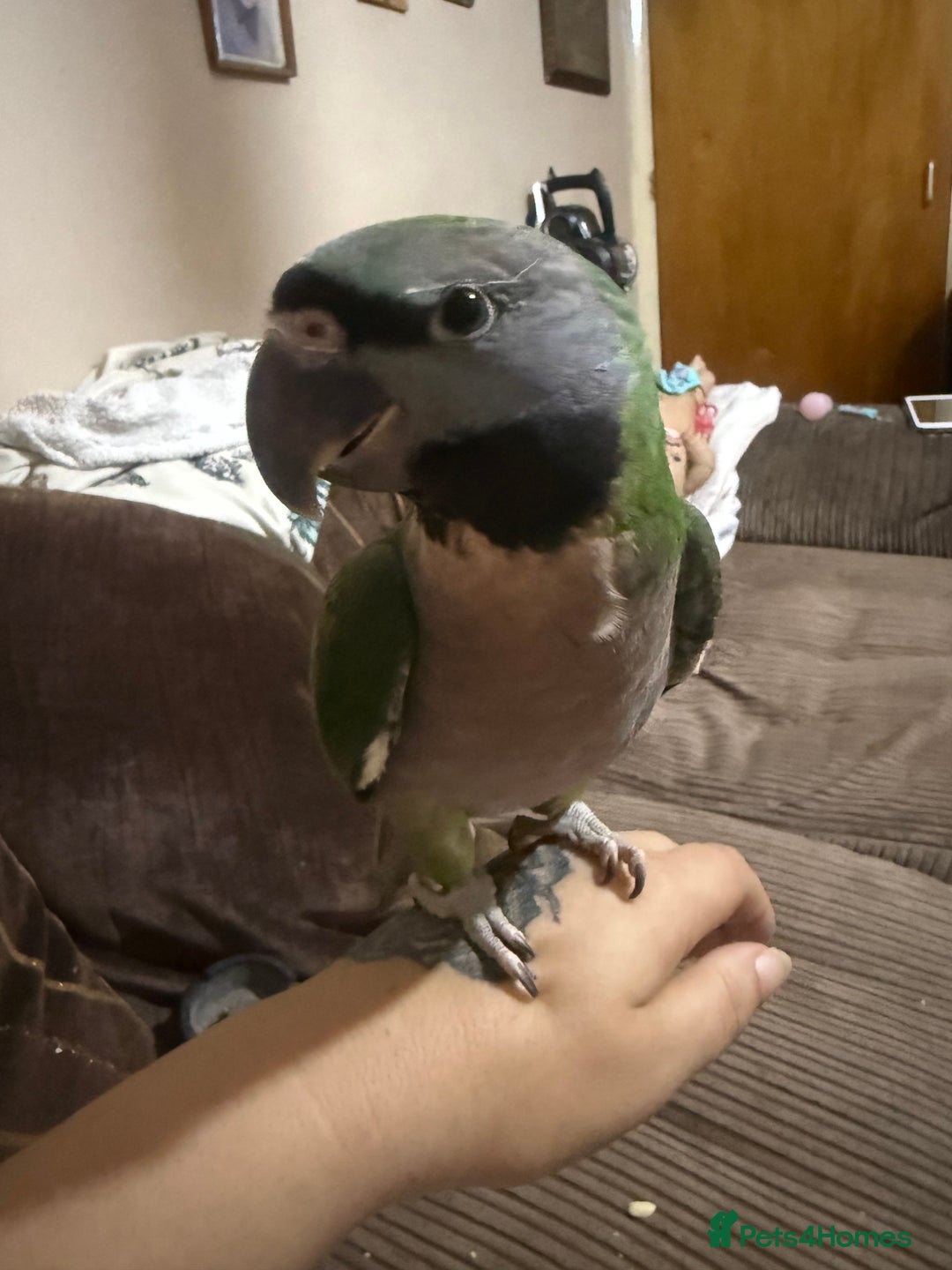 Parrots birds for sale: Handreared Derbyran parrot - Image 8