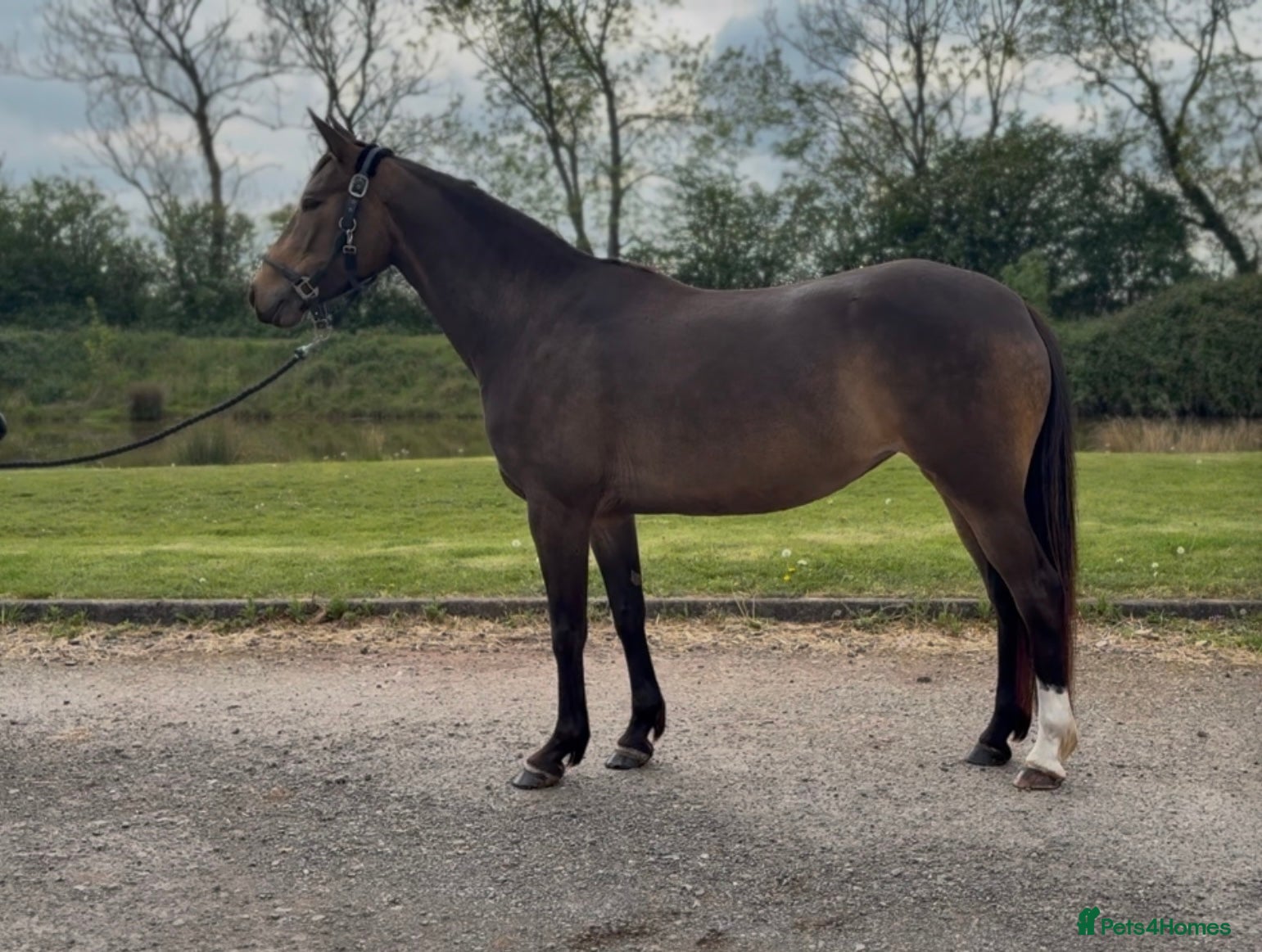 Cleveland Bay horses Bambi  - Advert 1