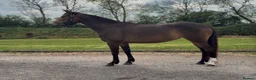 Cleveland Bay horses for sale: Bambi  in Nuneaton - Advert 1