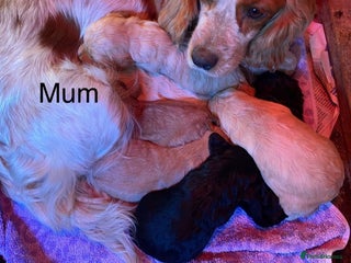 Cocker Spaniel dogs READY NOW Beautiful cocker spaniel puppies - Advert 1