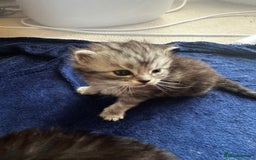 Perdoll cats for sale: FLUFFY PERDOLL KITTENS - Image 15