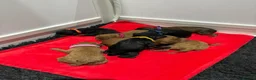 Cavapoochon dogs for sale: Cavapoochon puppies health tested parents  - Advert 5