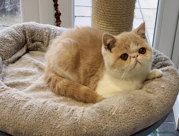 Exotic cats - Advert 2