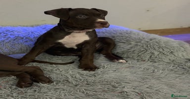 American Bull Staffy dogs Staffy Bull Puppies - Advert 6