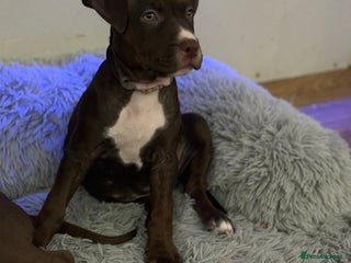 American Bull Staffy dogs Staffy Bull Puppies - Advert 2