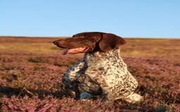German Shorthaired Pointer dogs for sale: Stunning KC German Shorthaired Pointer Puppies - Image 16