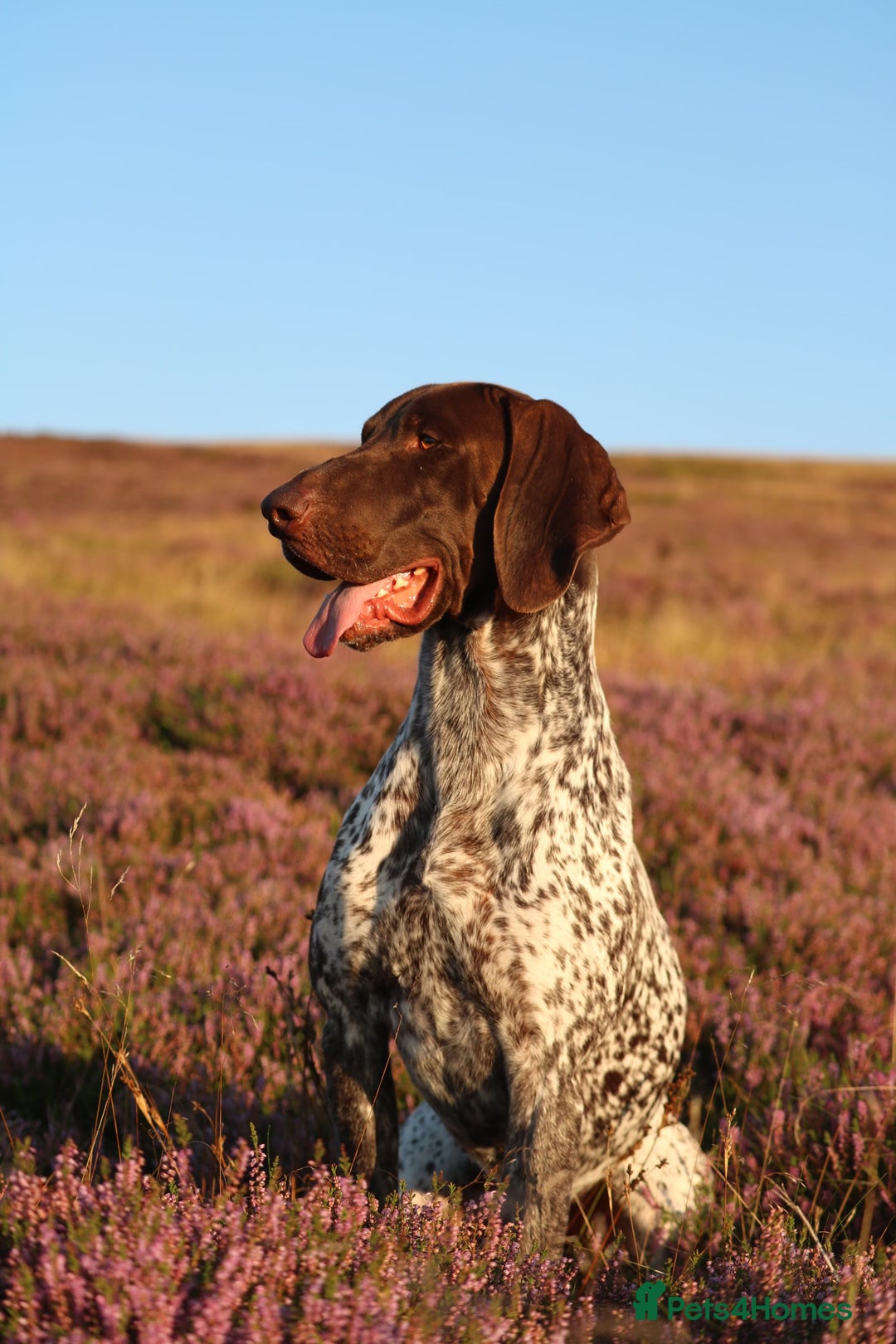 German Shorthaired Pointer dogs for sale: Stunning KC German Shorthaired Pointer Puppies - Image 16
