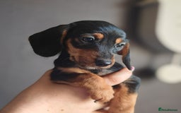 Dachshund dogs for sale: Minature dachshund puppies  - Image 11