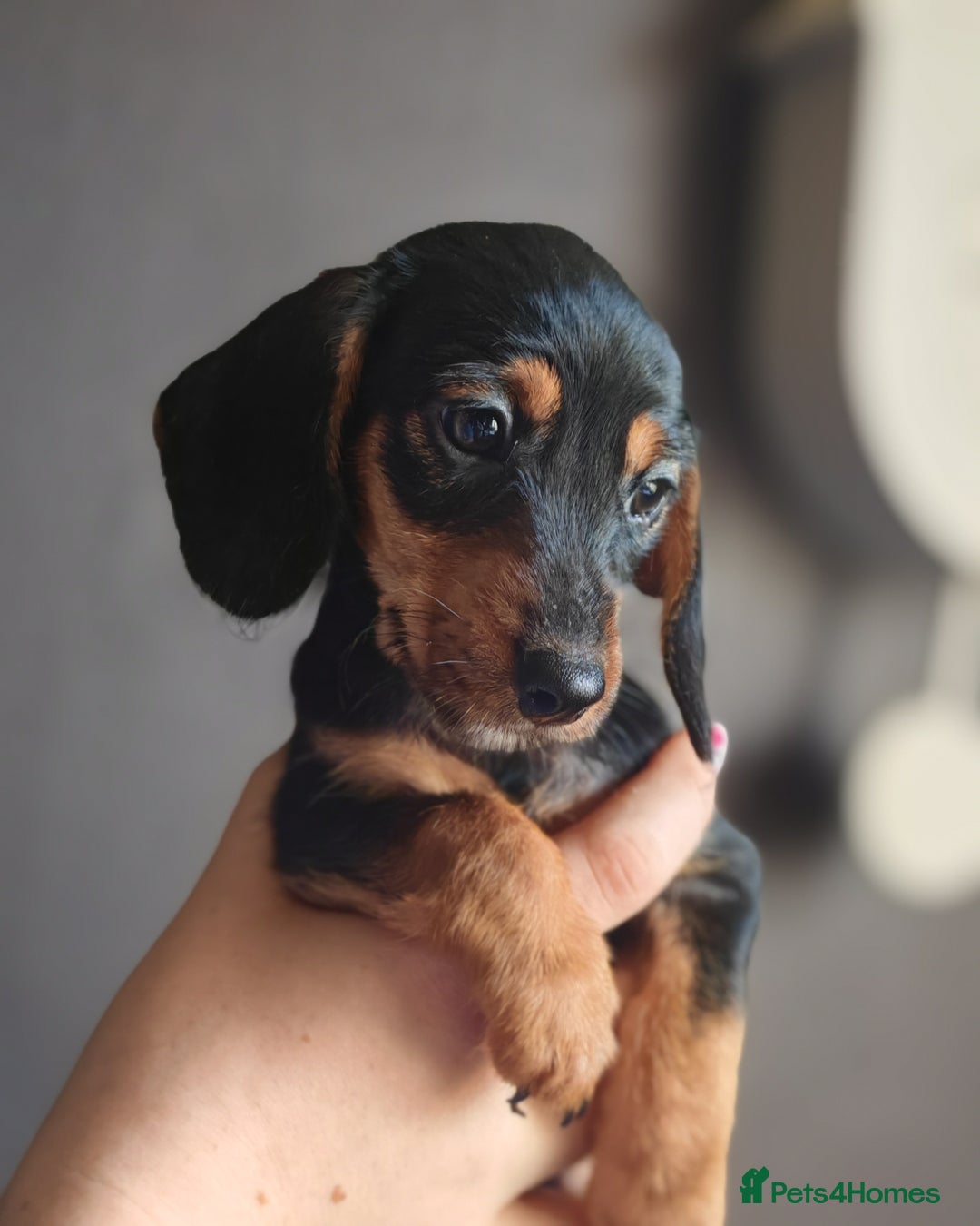 Dachshund dogs for sale: Minature dachshund puppies  - Image 11