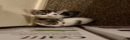Mixed Breed cats for sale: Adorable mixed Kittens  - Advert 20