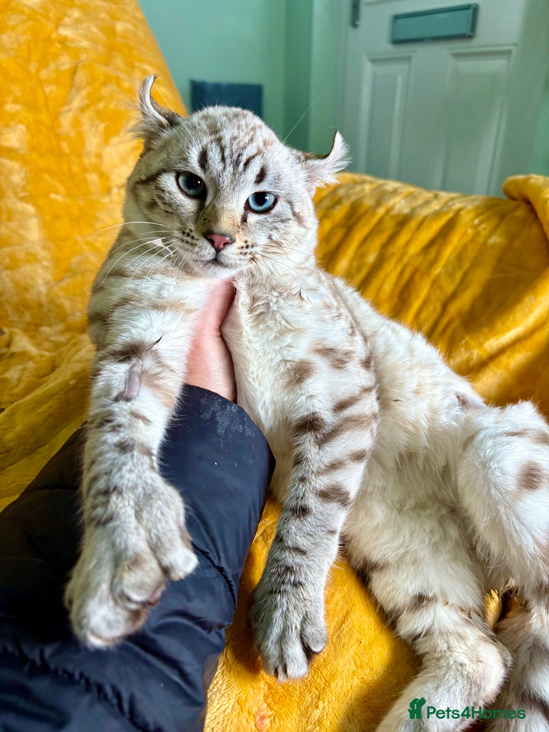 Keetso cats for sale: Super wild looking poly curled eared leopard  - Advert 8