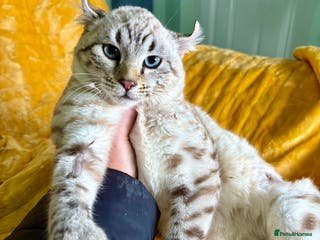 Keetso cats Super wild looking poly curled eared leopard - Advert 1