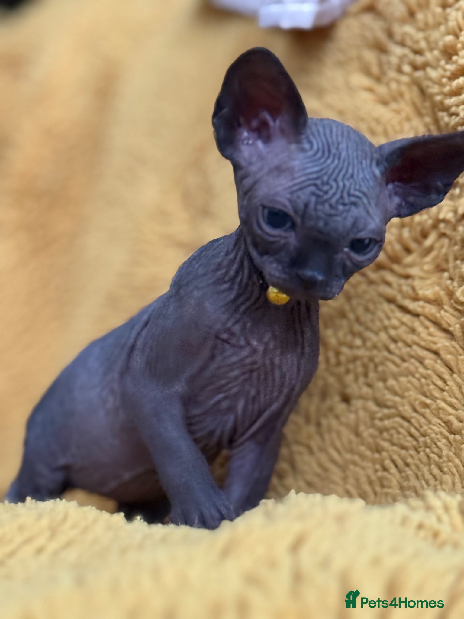 Sphynx cats Only 1 Black boy left!♥️ - Advert 1