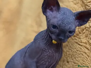Sphynx cats Only 1 Black boy left!♥️ - Advert 1