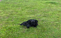Cocker Spaniel dogs for sale: Cocker spaniel pups  - Image 2