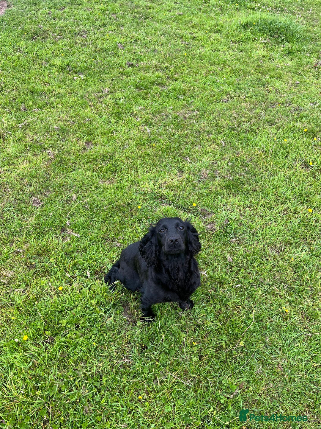 Cocker Spaniel dogs for sale: Cocker spaniel pups  - Image 2
